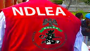 NDLEA nabs 48 drug traffickers in Edo, seizes 541.47kg of drugs