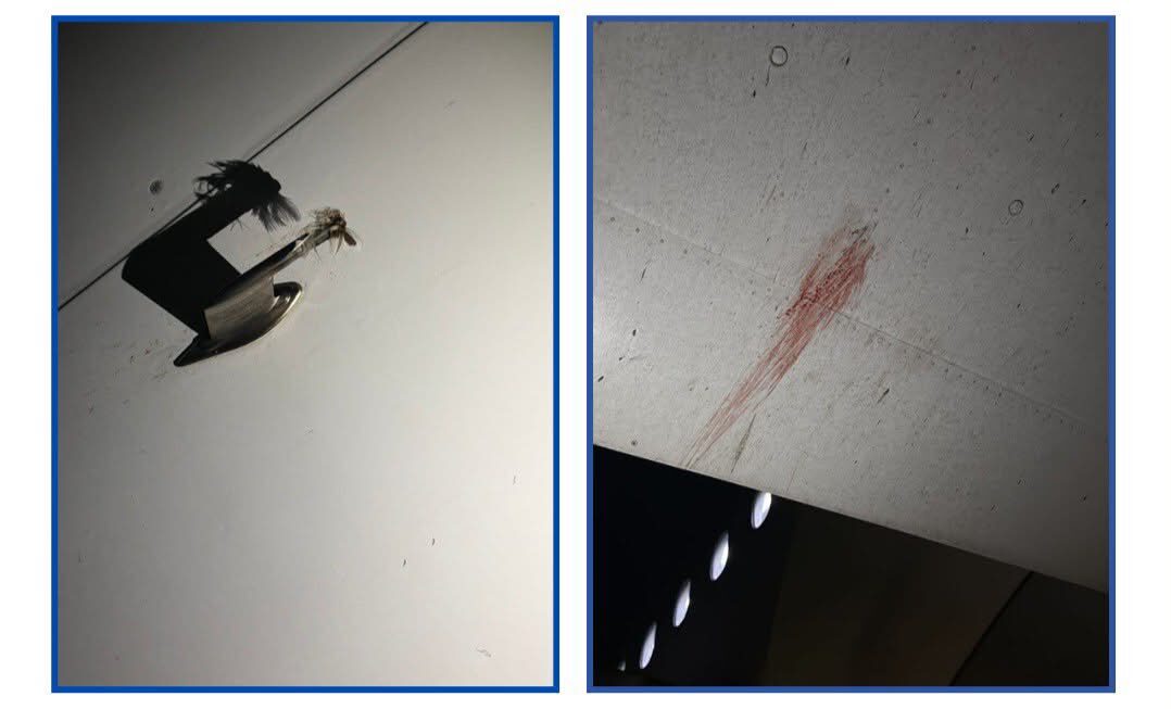 Air Peace Plane Stopped After Bird Hit at Kano Airport