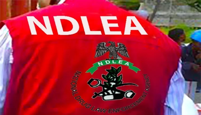 NDLEA arrests 559 suspects, gets 128 convictions in Anambra